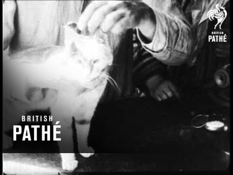 Pussy's Glasses (1930)