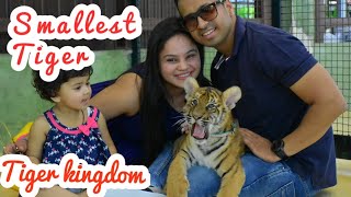 Tigers in Phuket | Tiger Kingdom || Direct Encounter with the smallest Tiger