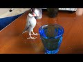 水浴びがしたくて変な形になる文鳥 あずき