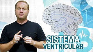 Ventricular System