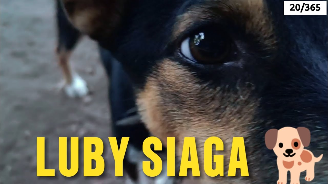 Day 20/365 | Night Check di Kandang 🐔 Feed & Water DOC + LUBY on Duty