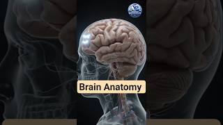 You've Never Seen the Human Brain Like This 🧠👀 | Inside Your Brain in Stunning 3D #brain #anatomy