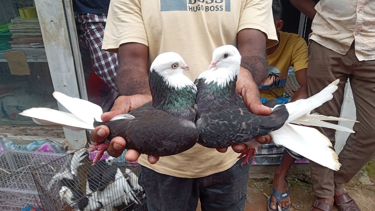 সিরাজদিখান বাজার মাছ,হাঁস মুরগি,কবুতরের হাট প্রতি বুধবার বসে সাবস্ক্রাইব করে পাশে থাকুন ধন্যবাদ।