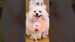 Nico has a new helper #funny #pets #smartnico #cute #funnydogs