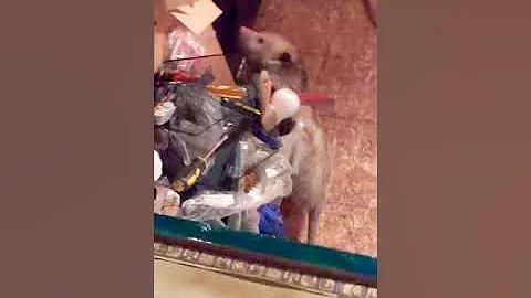 Opposum please leave now