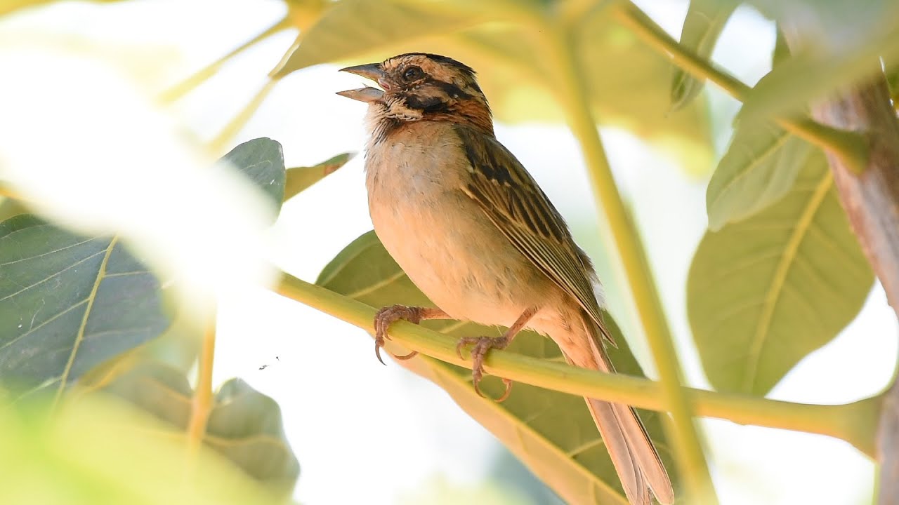Canto De Tico Tico Jesus Meu Deus Tico Tico Cantando Na Roca De Cafe Ao Meio Dia Nem O Calor Segurou Essa Fera Youtube