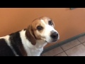 Harrier Hound nervously chattering in anticipation  for food の動画、YouTube動画。