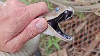 Beast of a Black Mamba at a construction site