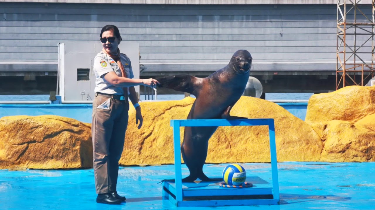 The Sea Lion Show at Manila Ocean Park YouTube