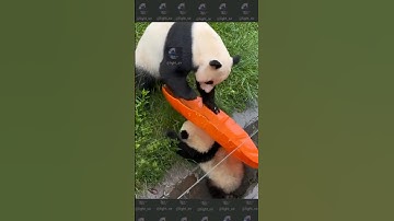 Wherever There Is Bottled Milk , There Are Baby Pandas | iPanda #shortsfeed #facts #new