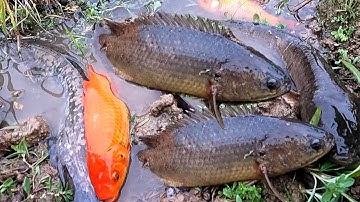 Bắt cá nước ngọt, cá rô đồng, cá chép, cấ vàng, cá trê đồng, cá sộp