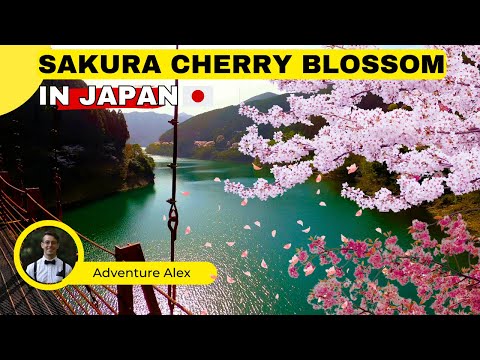 Sakura Cherry Blossom Japan Wakayama Adventure 2024 | Japan Travel
