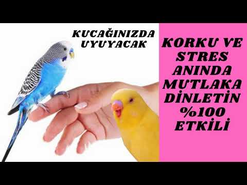 muhabbet kuşu stresten nasıl çıkar kuşunuzu dinlendirecek uyutacak müzik dinlet kucağında uyusun