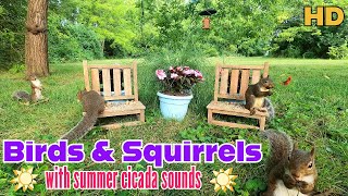 Birds & Squirrels w/ Cicada sounds | 10Hour Cat & Dog TV | Background Entertainment