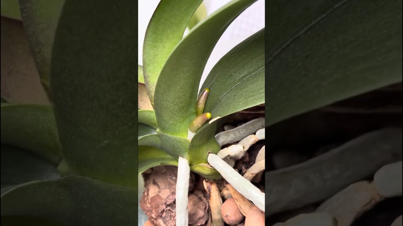 Почаще орошайте этим раствором своих орхидей!