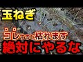 【玉ねぎ】〇〇すると枯れる!!絶対にやってはダメな事を紹介