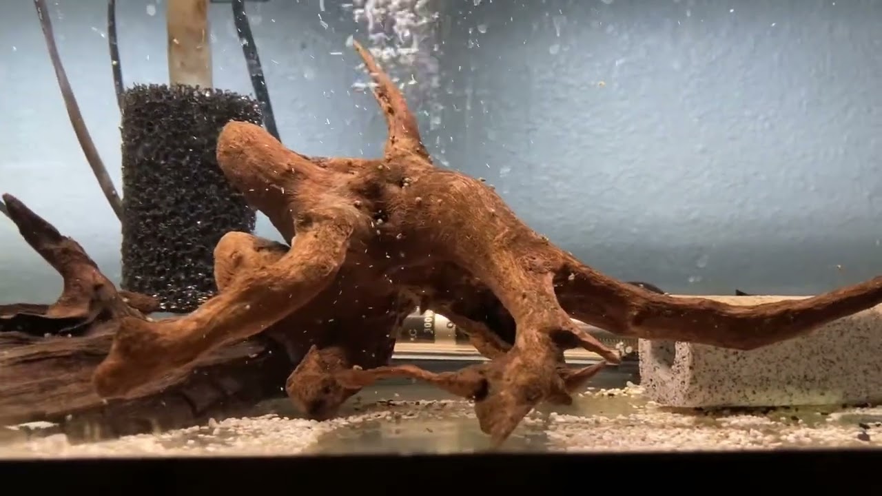 Goby: Crazy Fish (Butis butis)