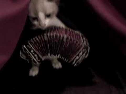 Gato bandoneonista - a pedido del publico-