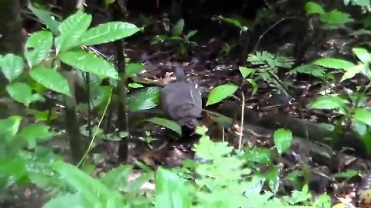 Tinamus major (Great Tinamou)