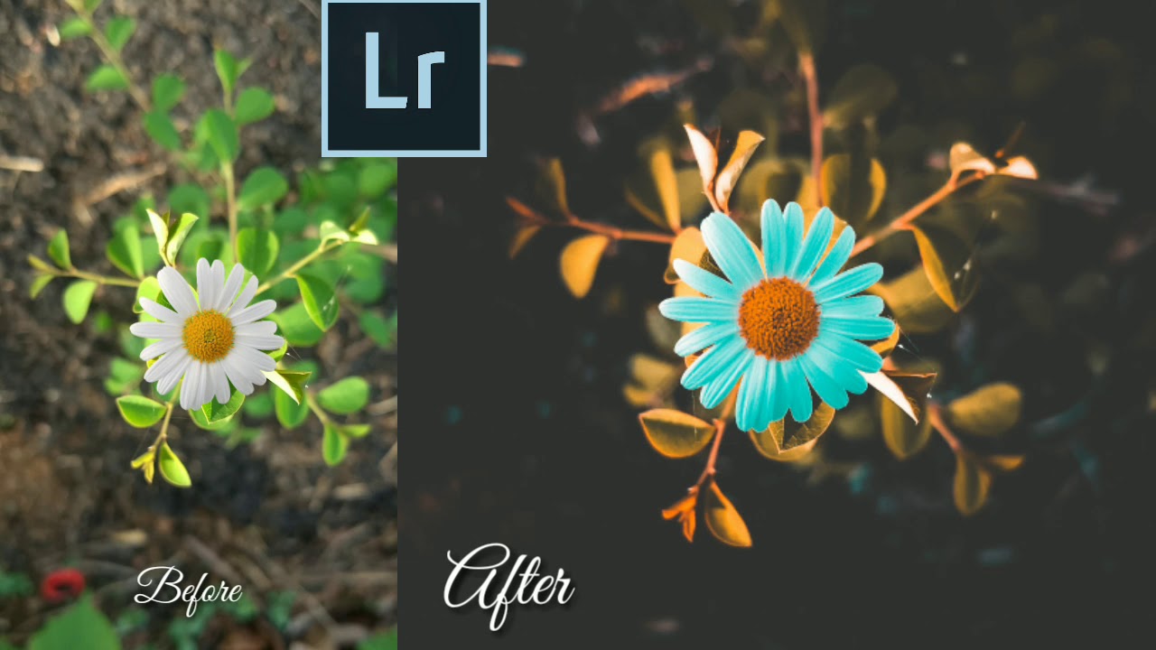 Free preset Lightroom Tutorial How to edit a flower image🌻 YouTube