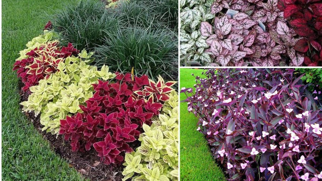 FOLHAGENS COLORIDAS para SEU JARDIM!!