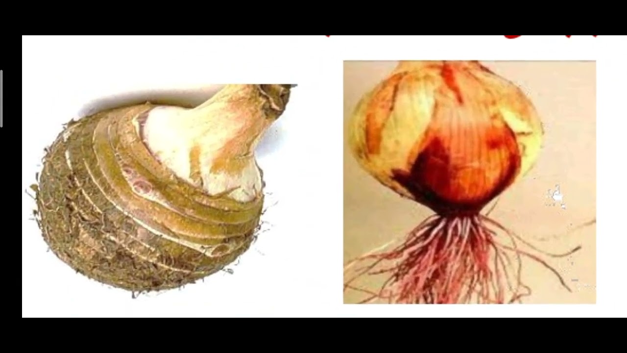 2- حل بعض اسئلة الحركة في النبات كتاب اكتشف الفائز 2026 أ / محمد الرفاعى ذكى 