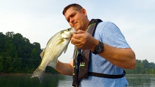 White Bass in the "jumps" on Nolin Lake
