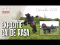 Expozitie de cai de rasa - Caransebes - 2021 - TraditiaTV