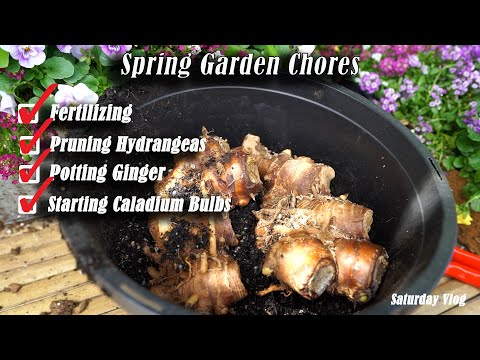 Spring Fertilizing || Pruning Hydrangeas || Planting Ginger & Caladium || Saturday Vlog