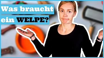 Welche Untersuchungen braucht ein Welpe?