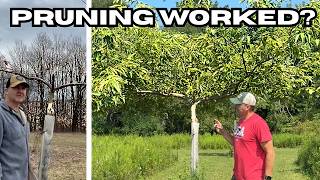 I Pruned This Chestnut Tree Aggressively    Here's What Happened