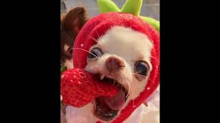 WHY TEAM WORK WORKS WELL IN ASIAor Chihuahua EATING STRAWBERRY