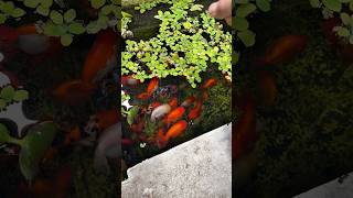 Blessing my goldfish