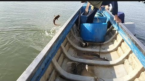 kéo câu giăn trong bè dính toàn là cá ngát (lê nghĩa cần giờ) về