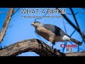 Photographing breeding coopers hawks  enjoying the arrival of spring in canada  canon r3