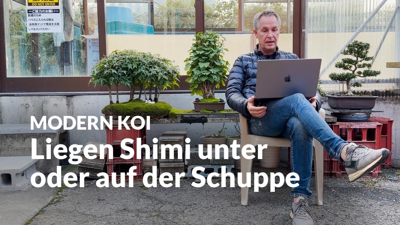 Kann man eine Schuppe mit Shimi einfach ziehen ? | Modern Koi Blog #7712