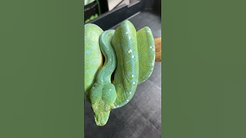 Manokwari Green Tree Python #snake #reptile #reptiles #shorts #reels #zoo