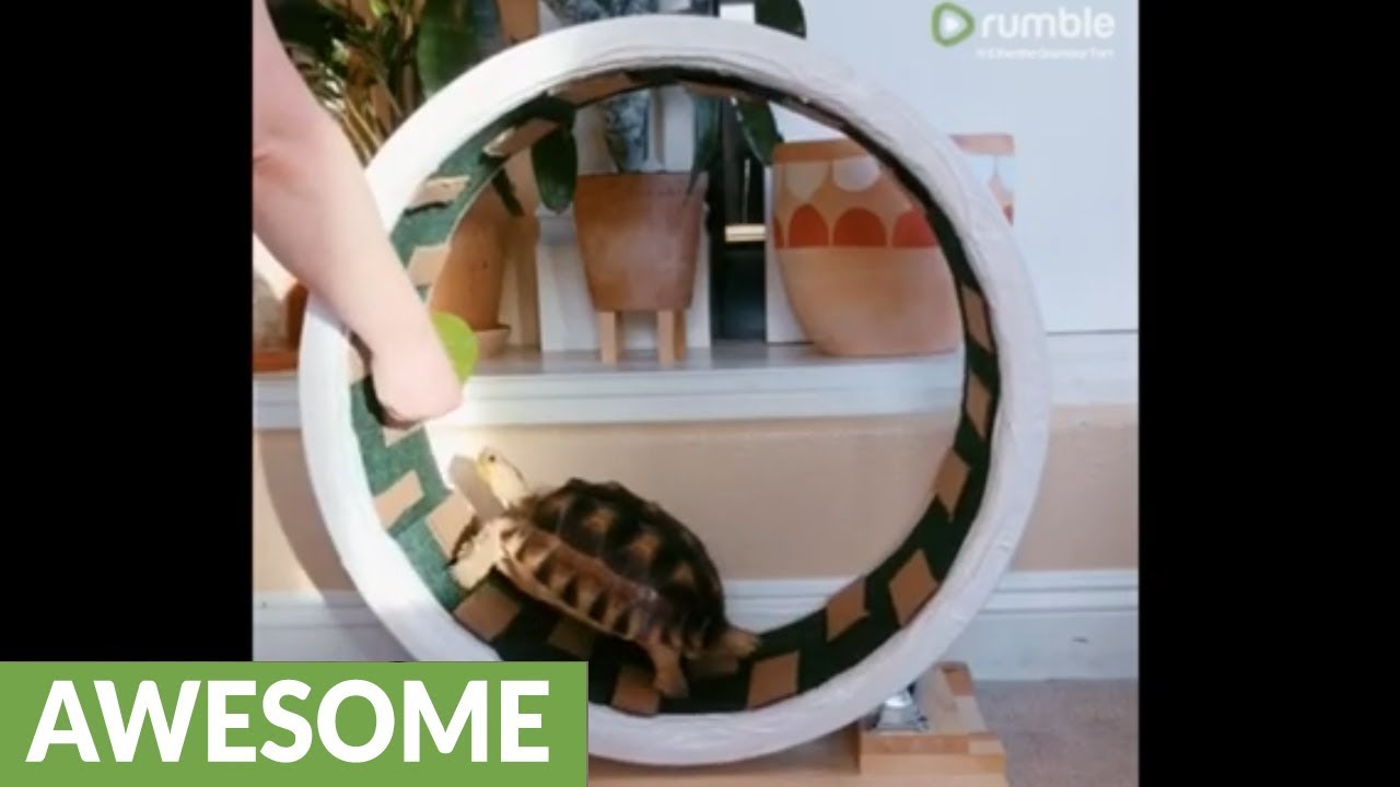 videos for cats Tortoise motivated by treats to use hamster wheel