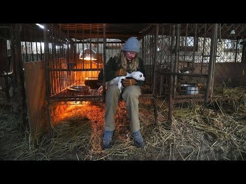 Video: Hunde, die sich auf einer koreanischen Fleischfarm zusammengeschlossen haben, sind zum ersten Mal seit ihrer Rettung wieder vereint