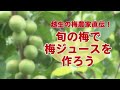 越生町の梅農家直伝！梅ジュースを作ってみよう