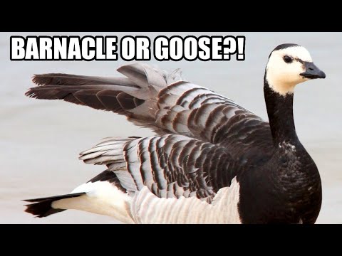 Barnacle Goose Facts: a GOOSE BARNACLE?! | Animal Fact Files