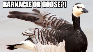 Barnacle Goose Facts: a GOOSE BARNACLE?! | Animal Fact Files