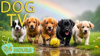 DOG TV: Best Entertain Videos to Keep Dogs Happy & Relax at Home Alone - Music for Dogs