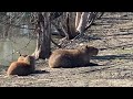 Myth Busted: East Texas Zoo Capybara Written Up For Being Malnourished, Mamma Was Pregnant Nursing