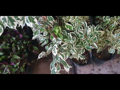 فيكس هاواي سلسلة دقيقة ونص