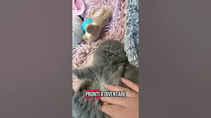 Watch the video about Scottish fold o straight? #cat #cute #scottish #scottishfold #scottishstraight #britishshorthair