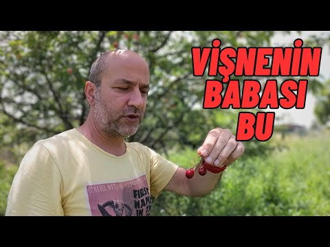 Video: Vişne Erik Yetiştirme: Vişne Erik Ağacı Bakımı ve Bilgisi