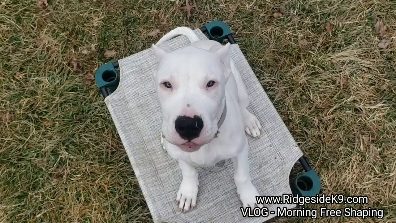 Dog Training Free Shaping A Dogo Argentino Puppy YouTube dog-training-free-shaping-a-dogo-argentino-puppy-youtube