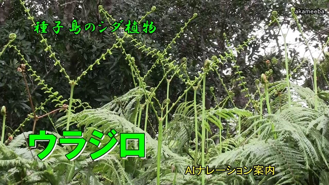 ウラジロ - 四季折々の草花 - ふるさと種子島