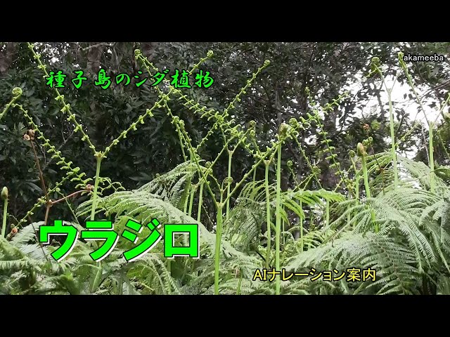 ウラジロシダ 裏白シダ 裏白 正月 しめ縄｜ウラジロシダ 裏白シダ 裏白